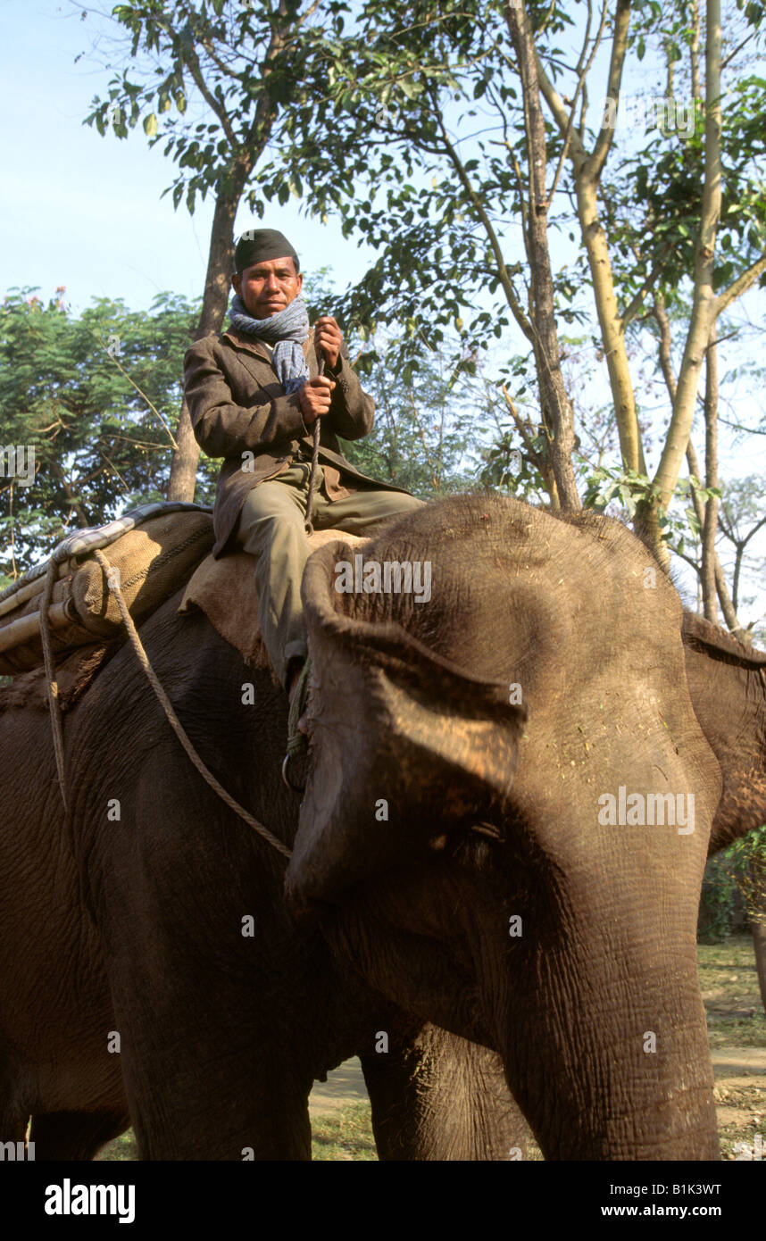 Parc national de Chitwan Népal mahout sur elephant Banque D'Images