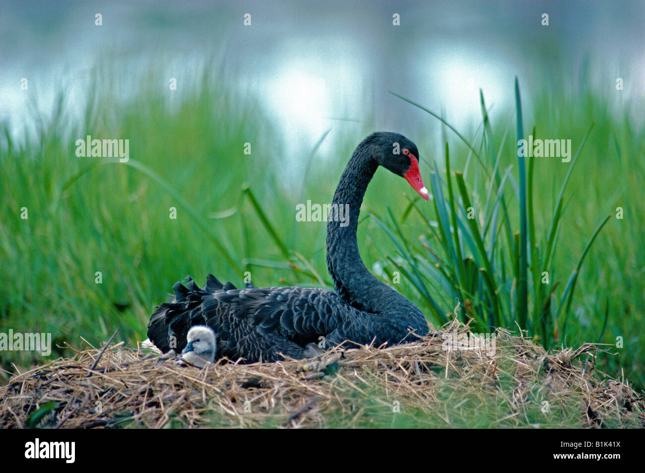 Cygne noir (Cygnus atratus) sur son nid avec les jeunes - Tasmanie - Australie Banque D'Images