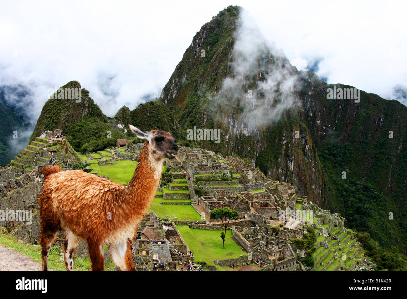 Le lama au Machu Picchu Banque D'Images