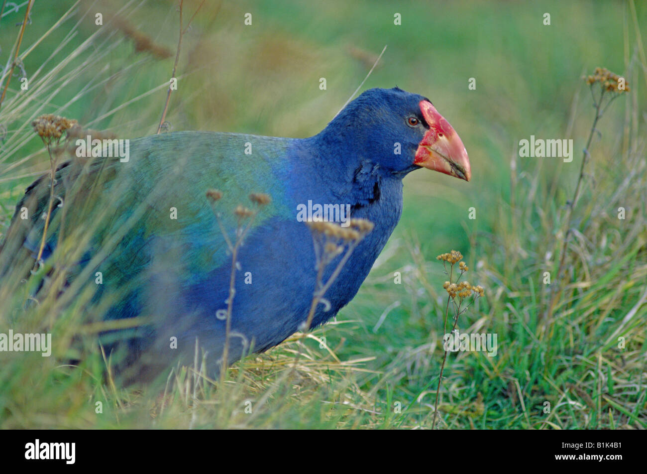 Notornis (Takehe mantelli) Nouvelle-Zélande - espèces Banque D'Images