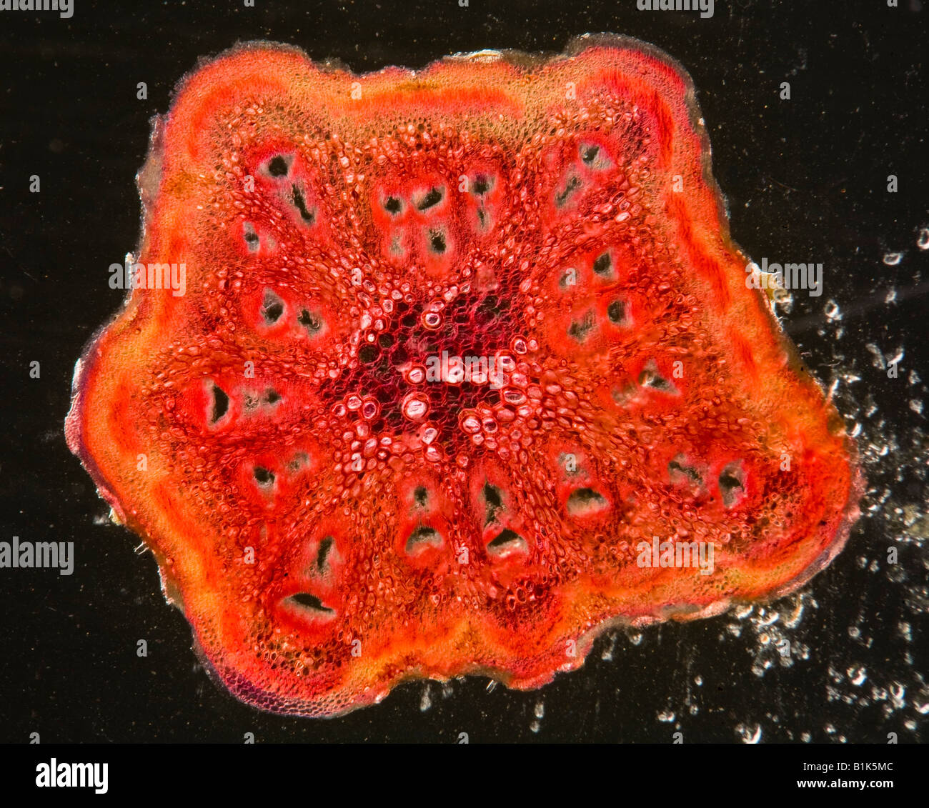 Darkfield photomicrographie de Langenaria sp. électrique gourd pétiole article Banque D'Images