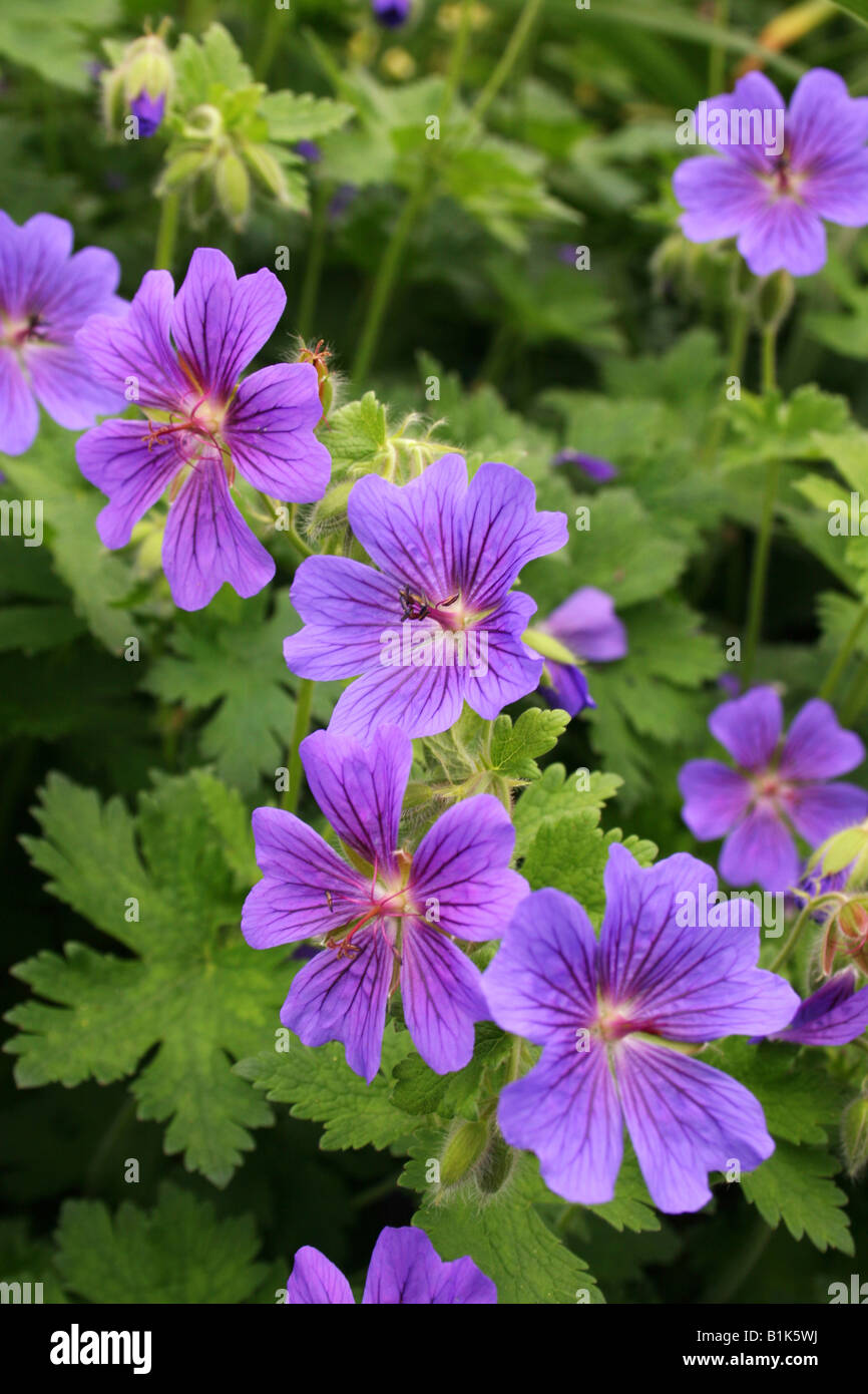 GERANIUM MAGNIFICUM. Géranium sanguin. Banque D'Images