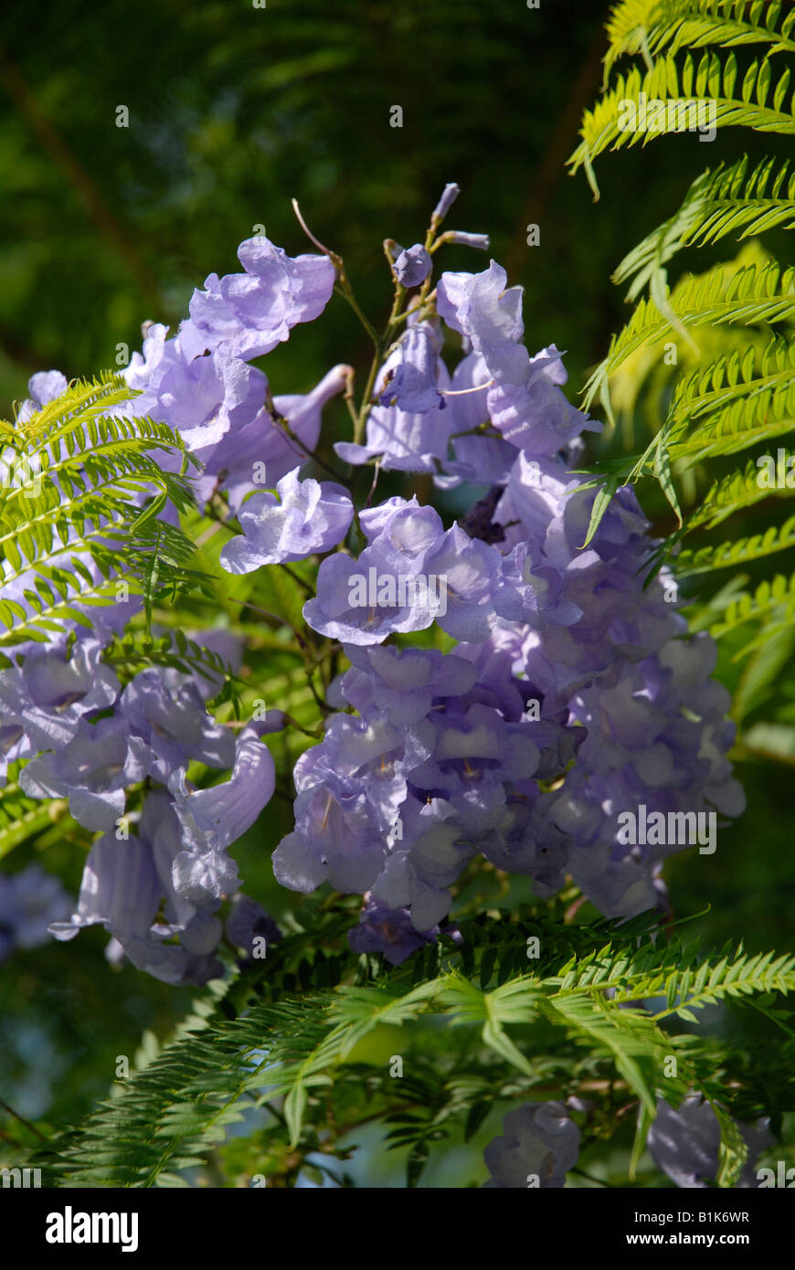 Jacaranda tree in Flower, Javea / Xabia, Province d'Alicante, Communauté Valencienne, Espagne Banque D'Images