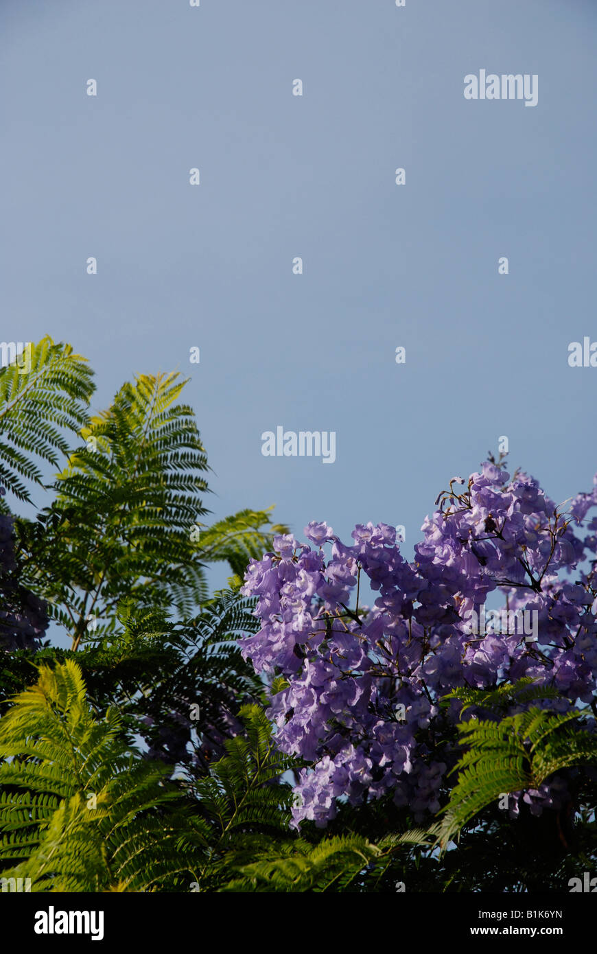 Jacaranda tree in Flower, Javea / Xabia, Province d'Alicante, Communauté Valencienne, Espagne Banque D'Images