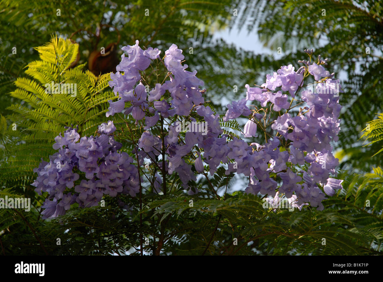 Jacaranda tree in Flower, Javea / Xabia, Province d'Alicante, Communauté Valencienne, Espagne Banque D'Images