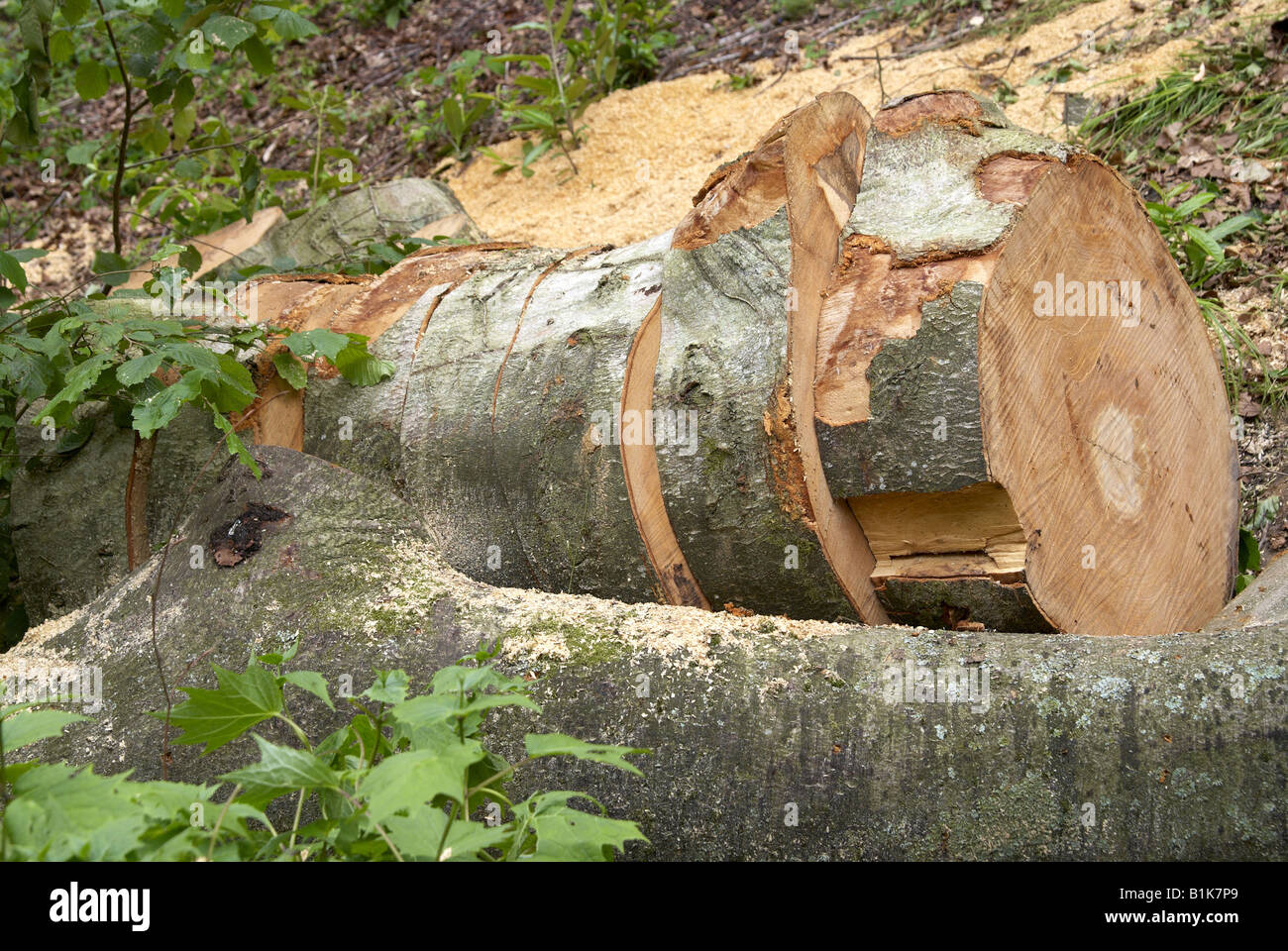 Grand arbre abattu avec une partie du tronc coupé en tranches avec une tronçonneuse - partie d'un régime de conservation. Banque D'Images