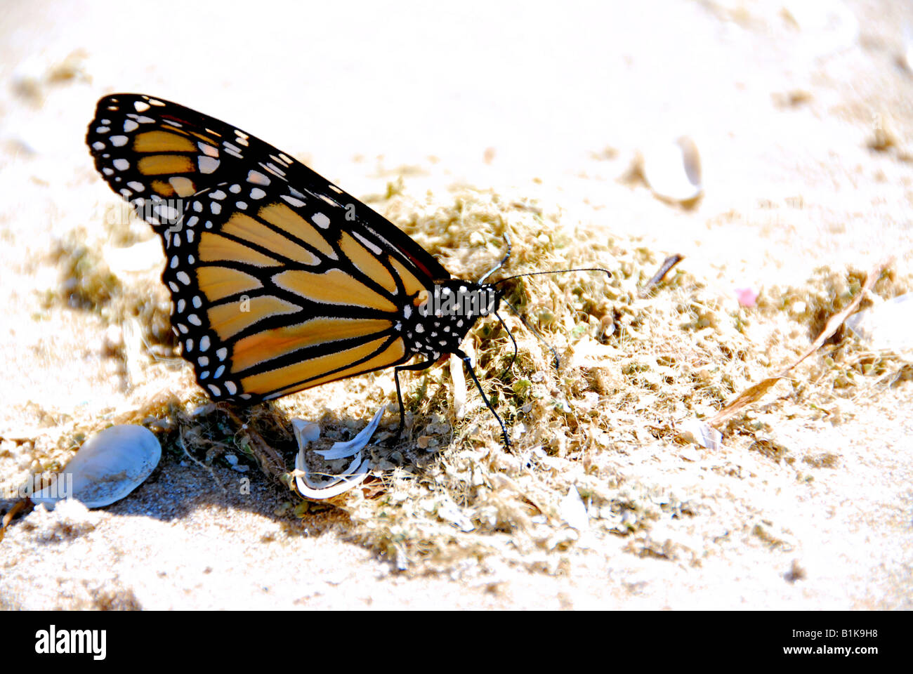 Papillon monarque sur une plage close up Banque D'Images