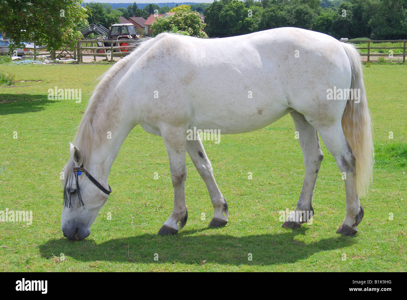 Cheval gris dans la zone, dans le Suffolk. Angleterre, Royaume-Uni Banque D'Images