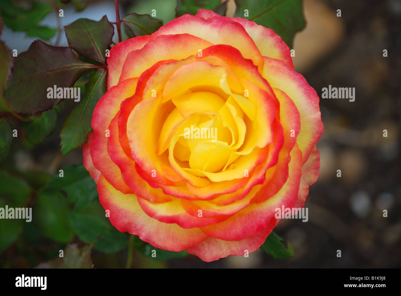 Rose rose et jaune, les jardins de la Rose, Chiswell vert, St Albans, Hertfordshire, Angleterre, Royaume-Uni Banque D'Images
