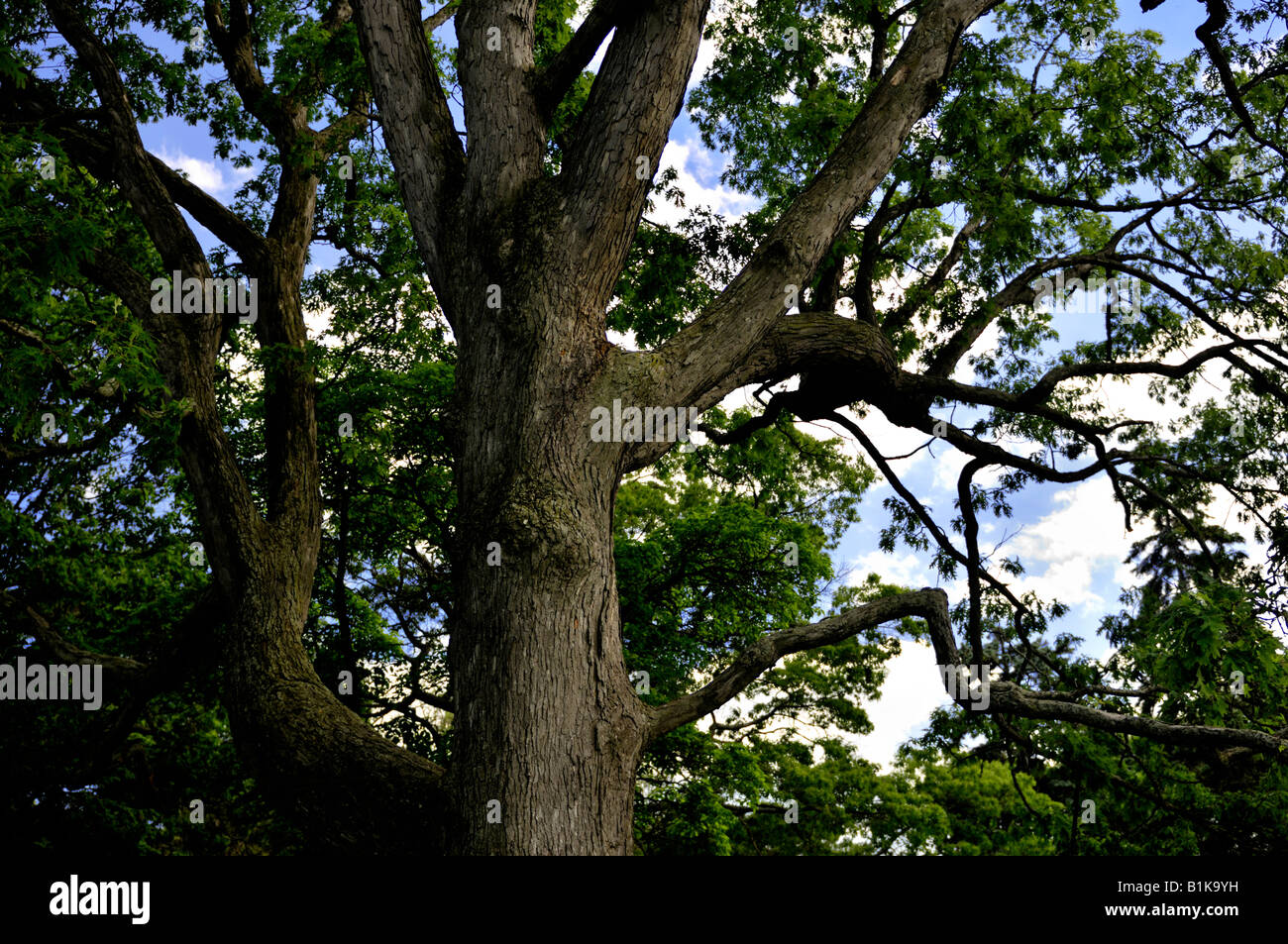 Chêne rouge Banque D'Images
