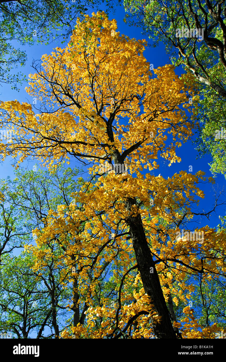 Grand vieux orme d'automne à l'automne park Banque D'Images