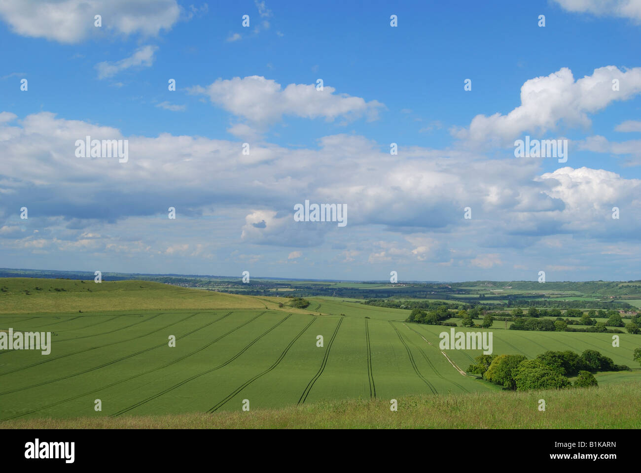 Vues de craie downlands sur bord de Chiltern Hills, Ashridge Estate, Buckinghamshire, Angleterre, Royaume-Uni Banque D'Images