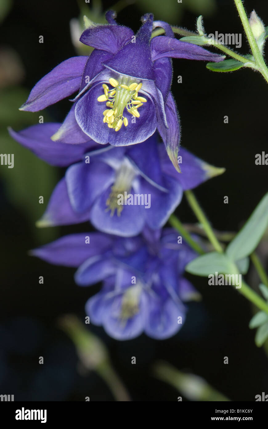 Close-up d'une ancolie Banque D'Images