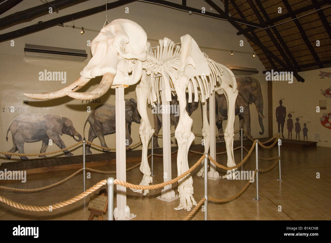 Squelette d'éléphant et au Musée de l'éléphant Letaba, Kruger NP, Afrique du Sud. Banque D'Images