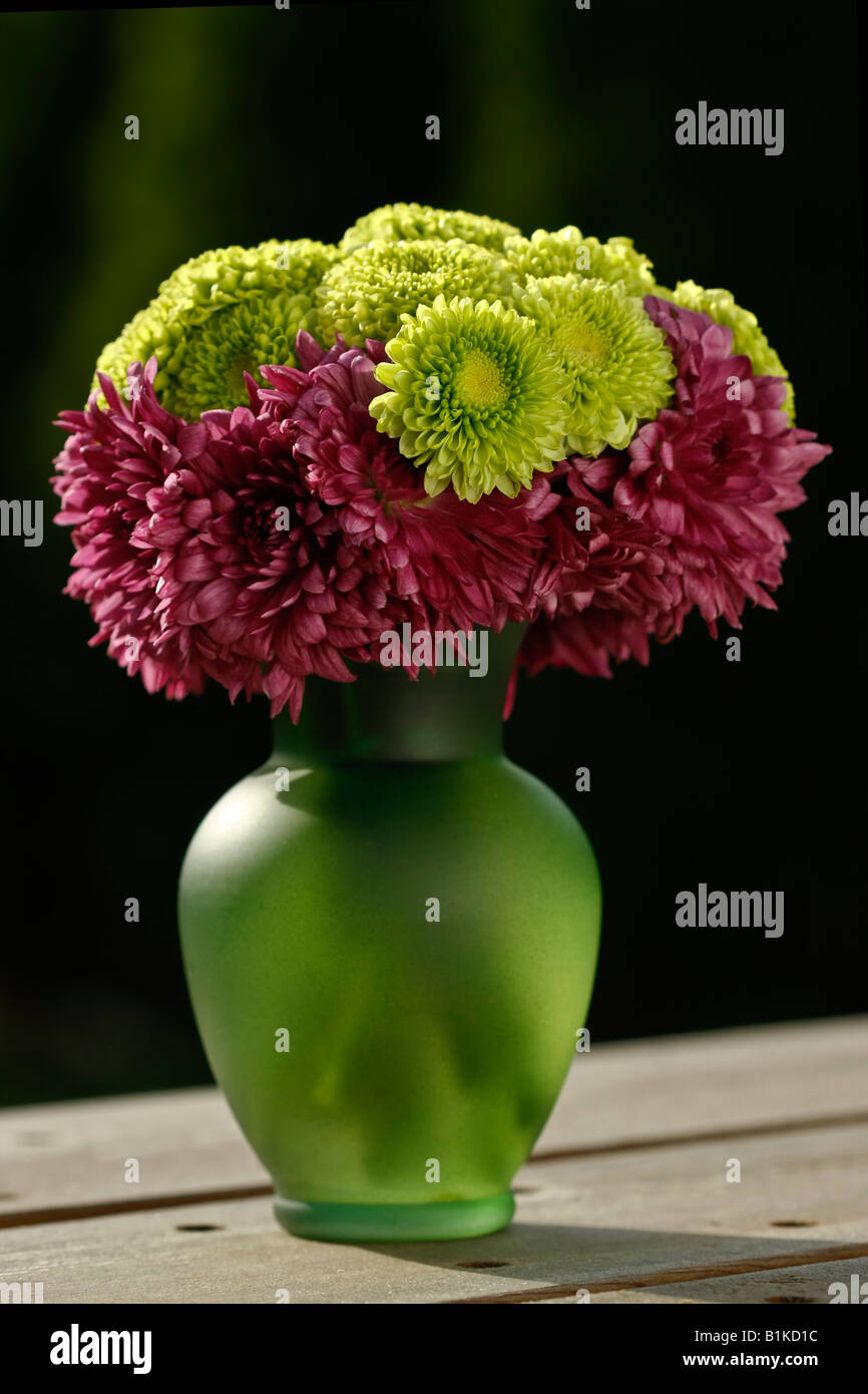 Bouquet de Chrysanthèmes espèces de Chrysanthèmes fleurs dans un vase vert isolé coupé Cutout vente images photos sur Alamy aux USA US haute résolution Banque D'Images