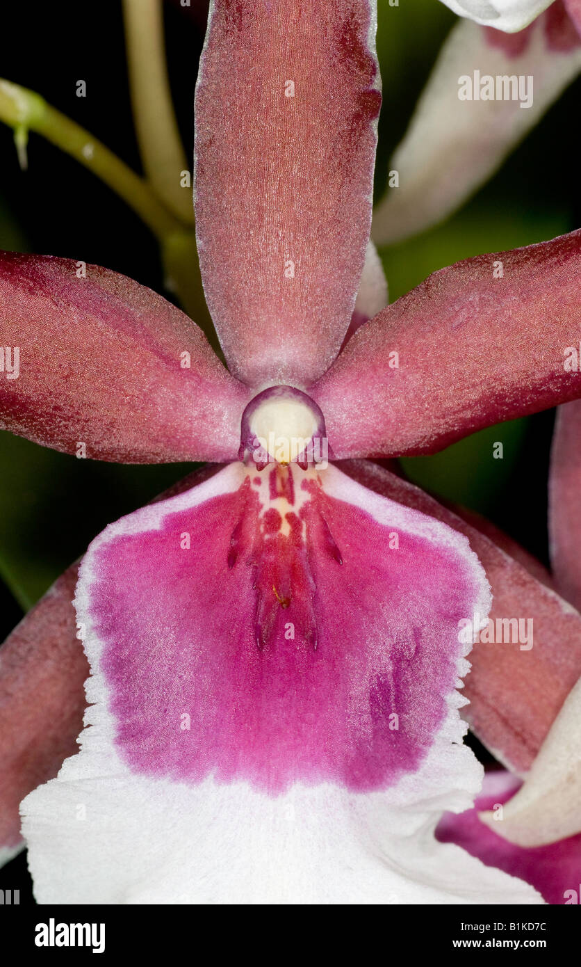 Close up de fleur exotique de Cambria (Vuylstekeara) orchid Banque D'Images