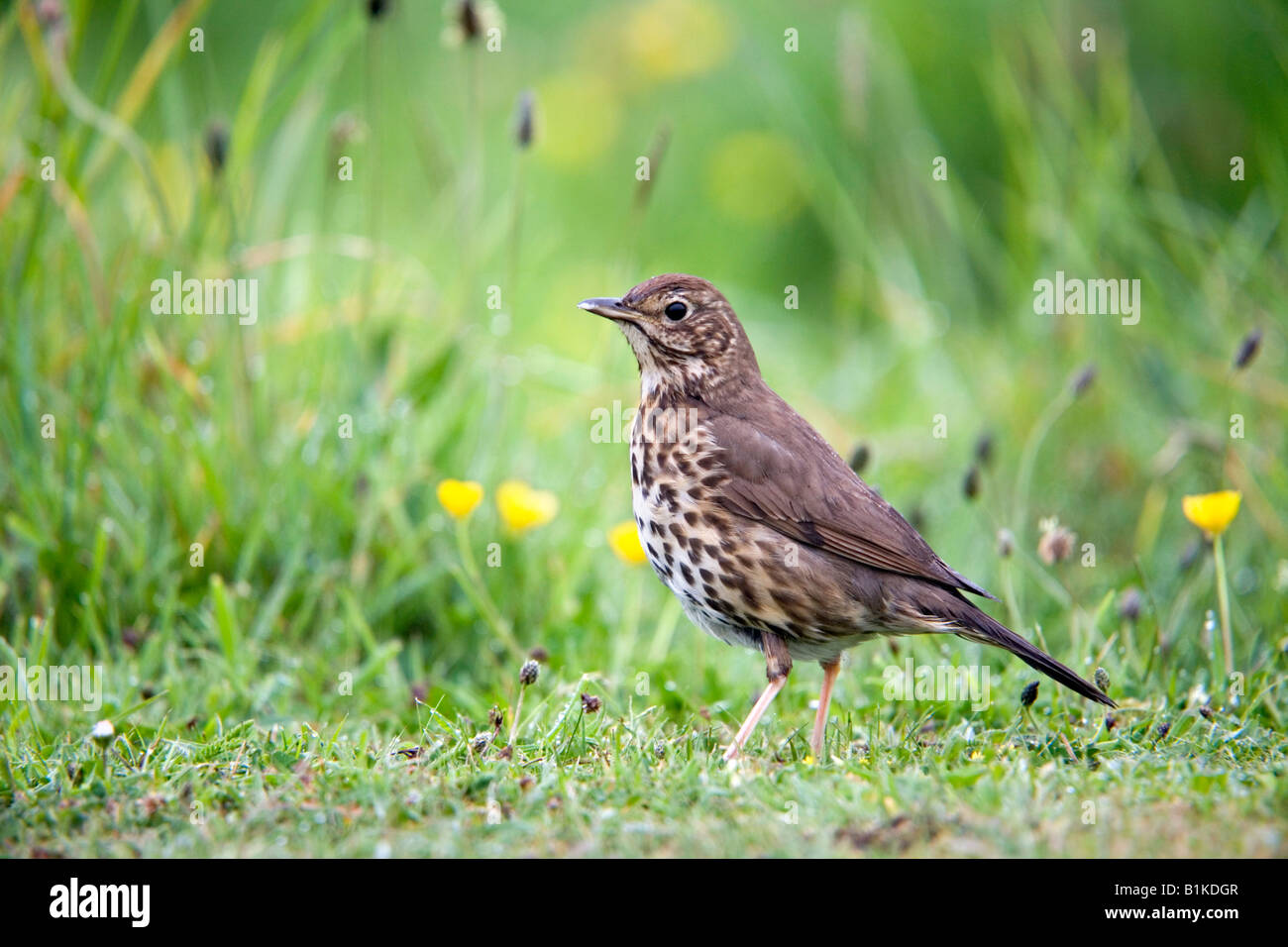 Grive musicienne Turdus philomelos meadow Cornwall Banque D'Images