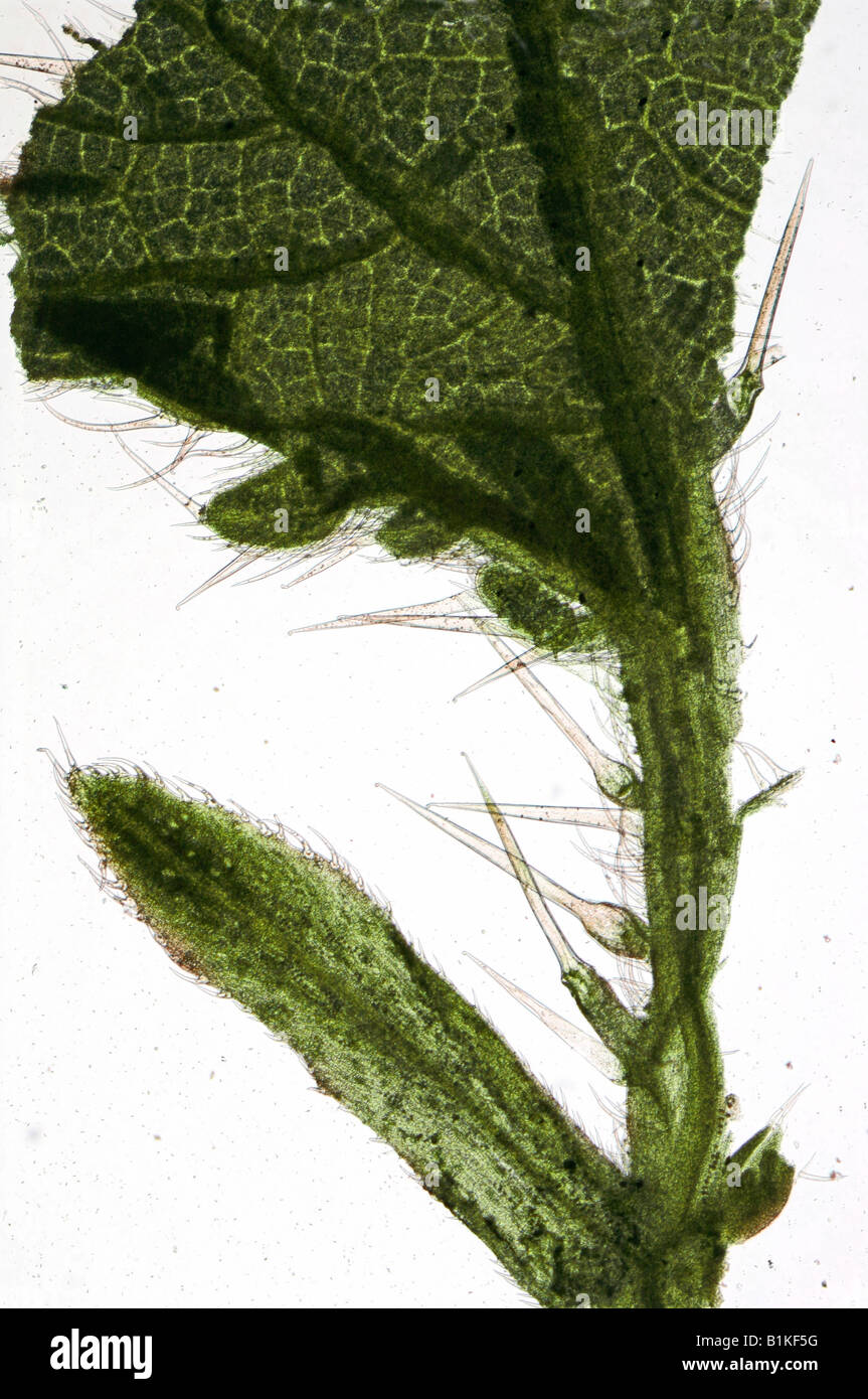 L'ortie, Urtica dioica, cheveux fond clair photomicrographie Banque D'Images