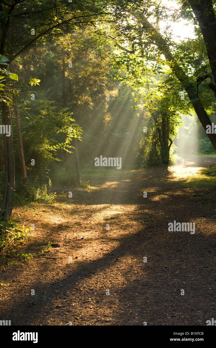 Rayons de soleil le matin c'est rayons à travers les branches dans les bois Banque D'Images