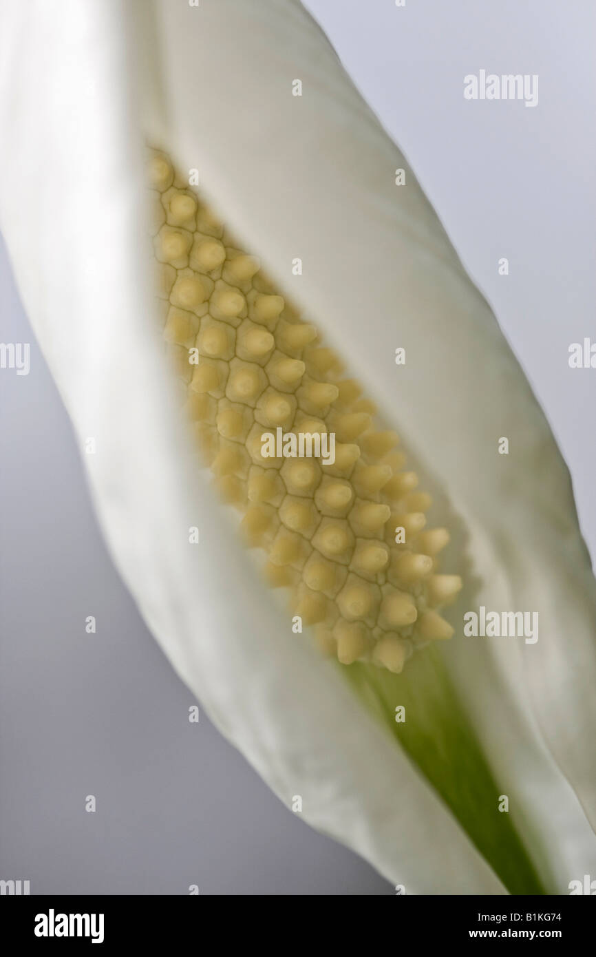 Blanc Spathiphyllum Peace Lily wallisii détail d'une fleur floue images de fond images format vertical aux États-Unis US haute résolution Banque D'Images