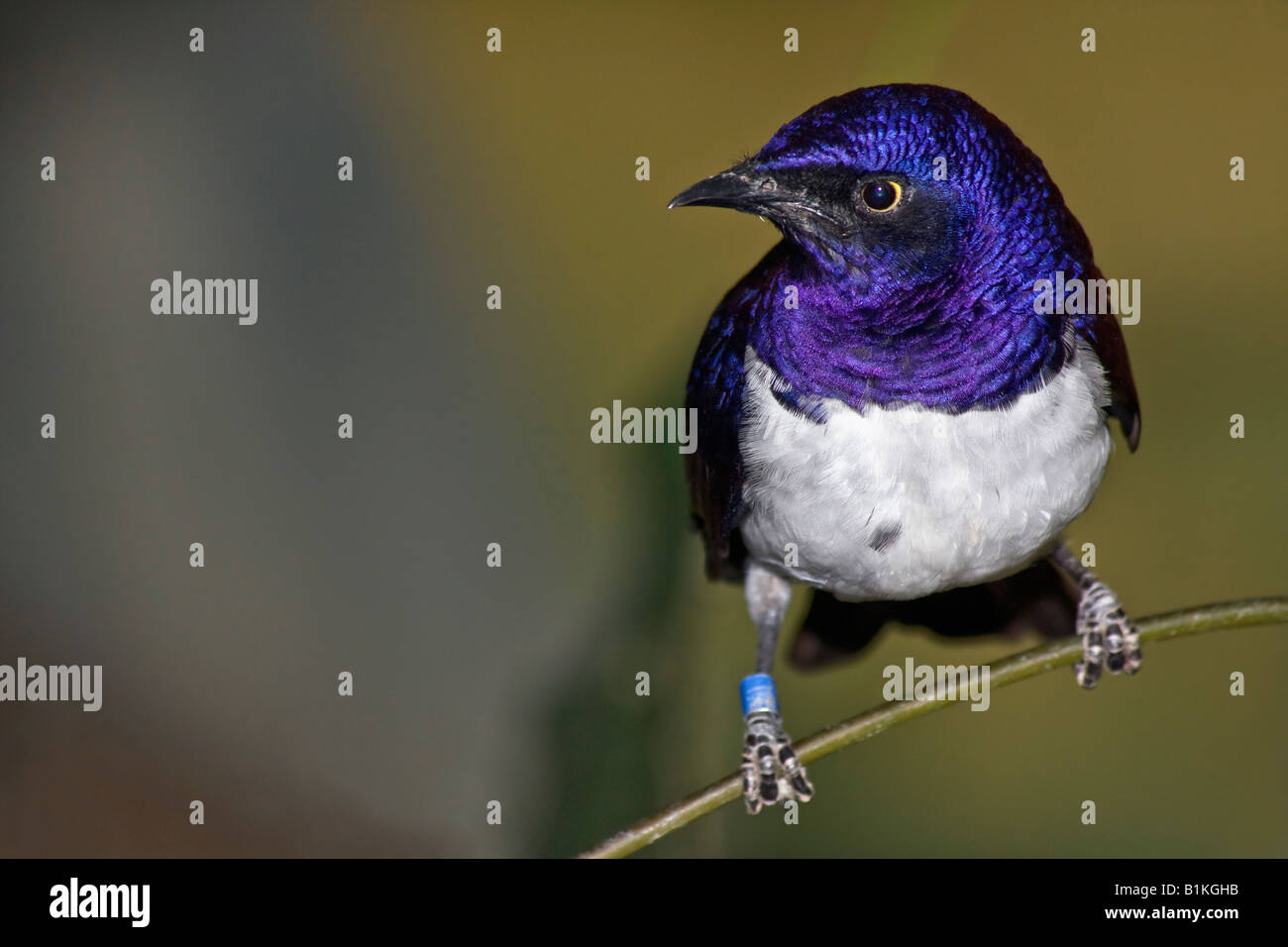 Améthyste Starling Cinnyricinclus leucogaster verreavi gros plan gros plan détail afficher un oiseau exotique horizontal aux États-Unis US haute résolution Banque D'Images