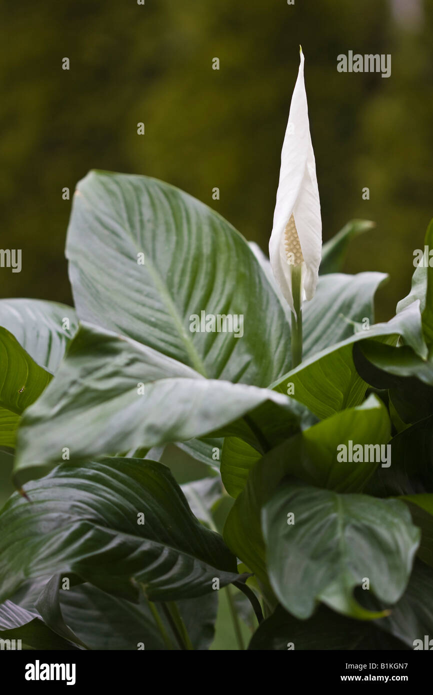 Blanc Spathiphyllum paix lys spadix fleur plante flore hi-res Banque D'Images