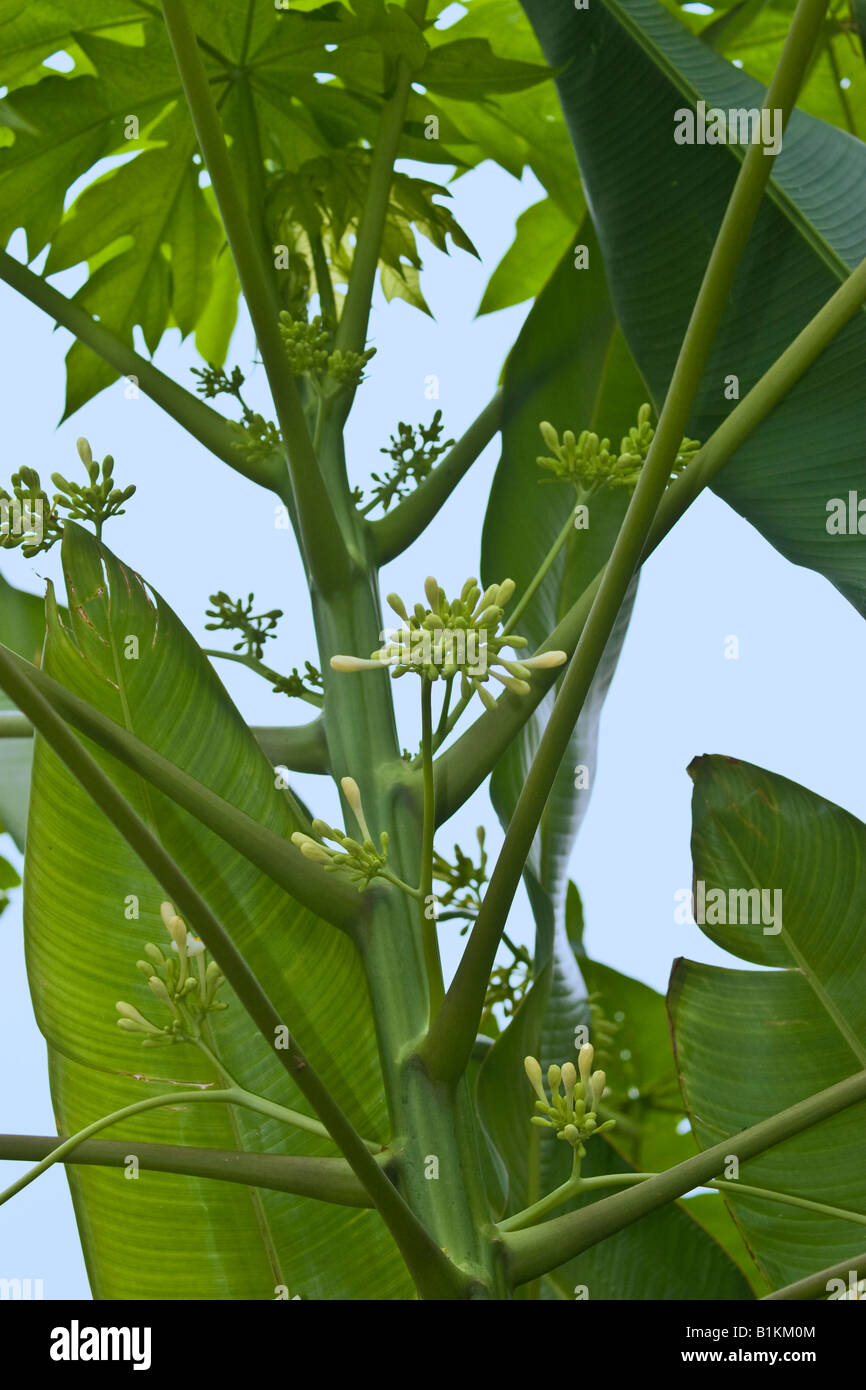 La papaye Carica papaya fleurs mâles Banque D'Images