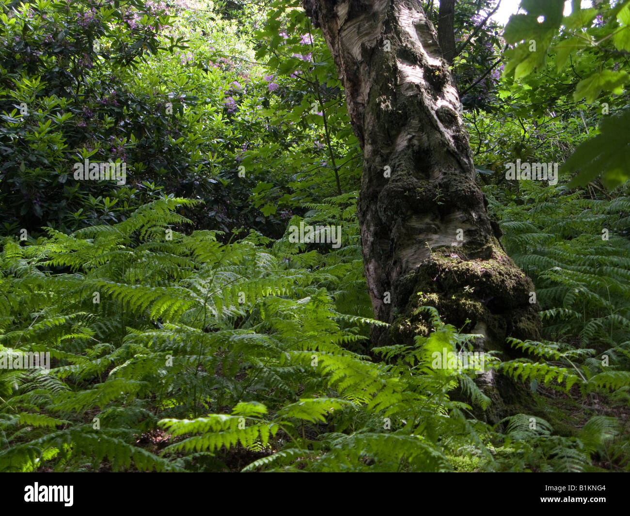 Touffe de fougères luxuriantes et de fougères contre un vieil arbre dans les bois près de Wilmslow, Cheshire Banque D'Images