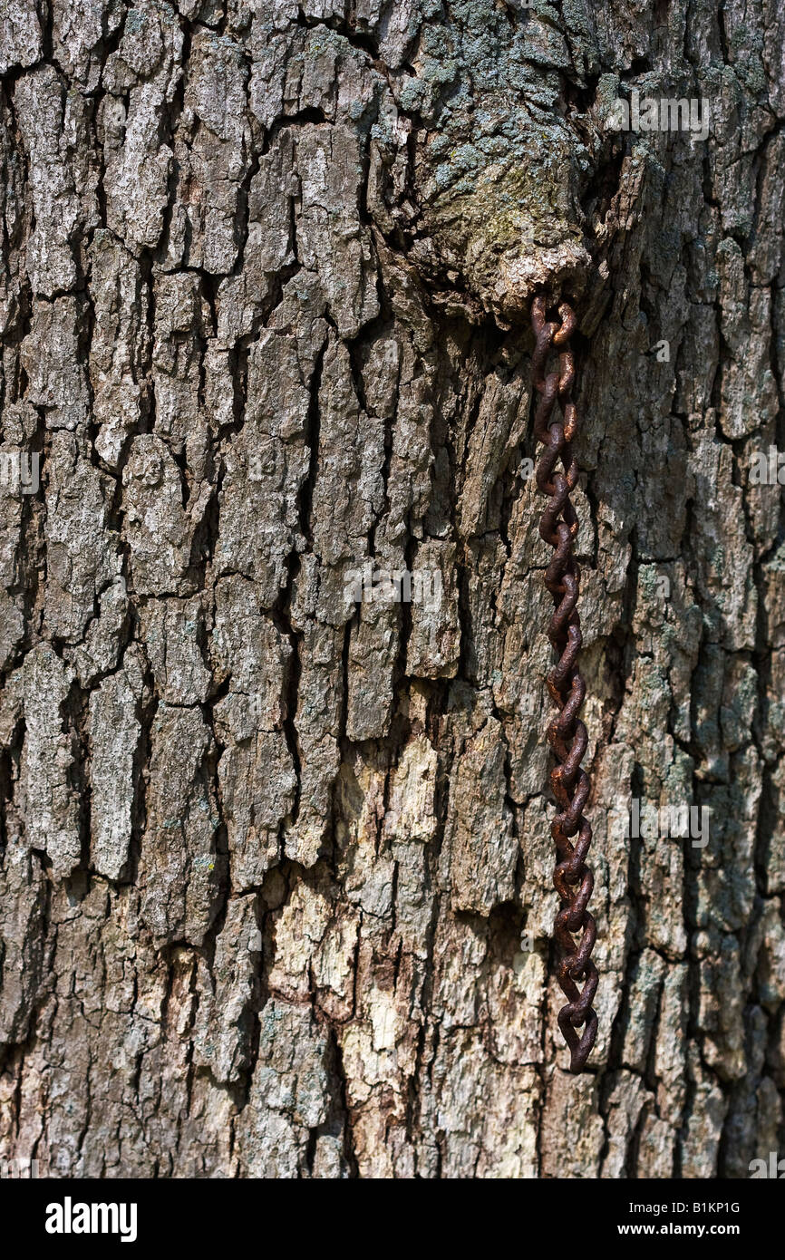 Arbre tronc écorce texture gros plan détail remplissage fond personne vertical aux États-Unis haute résolution Banque D'Images