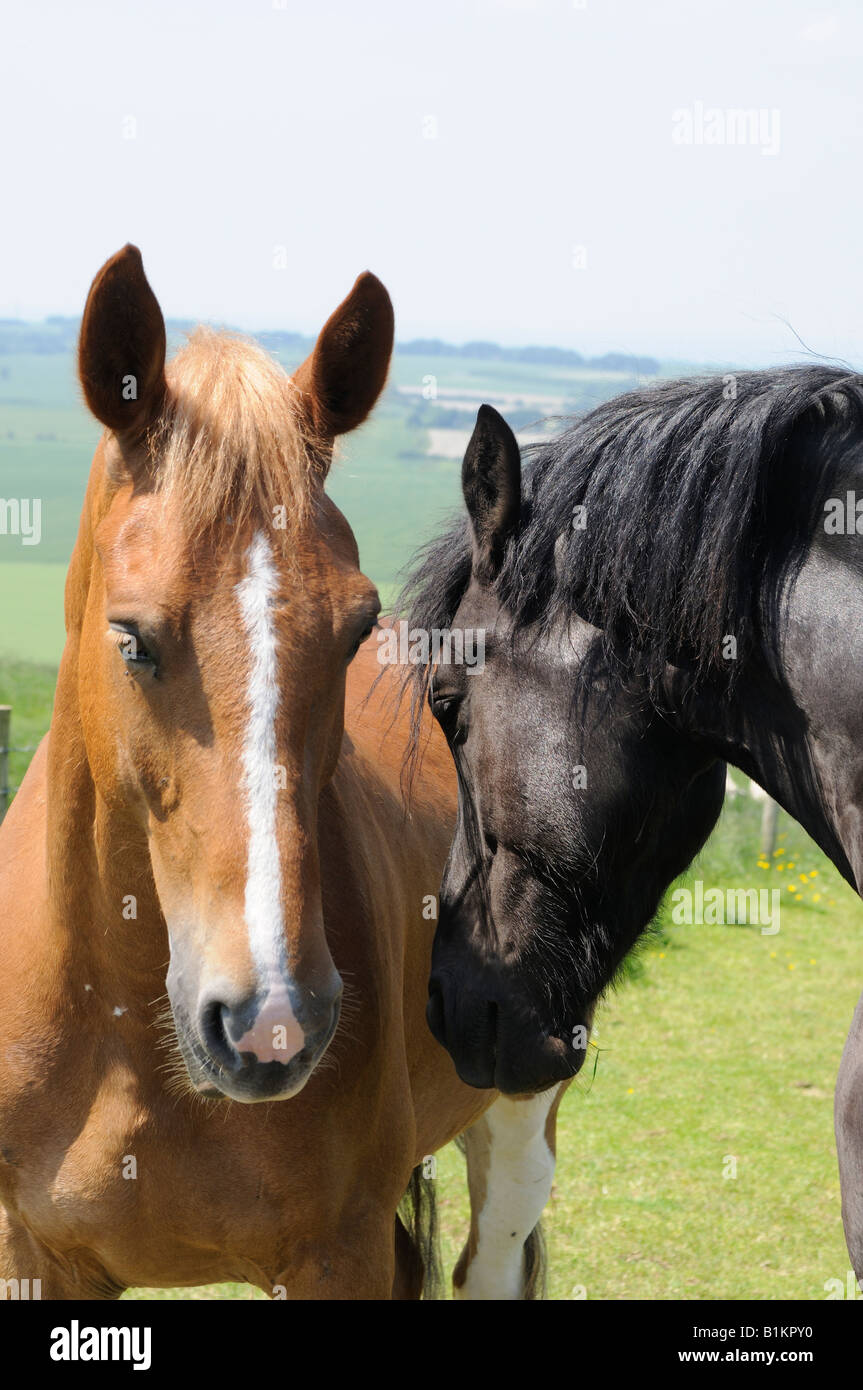 Deux chevaux, Wiltshire, England, UK Banque D'Images