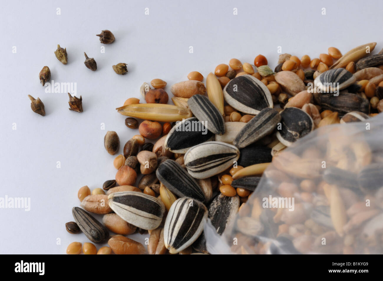 L'herbe à poux annuel, petite herbe à poux (Ambrosia artemisiifolia) les graines trouvées dans l'alimentation des oiseaux Banque D'Images