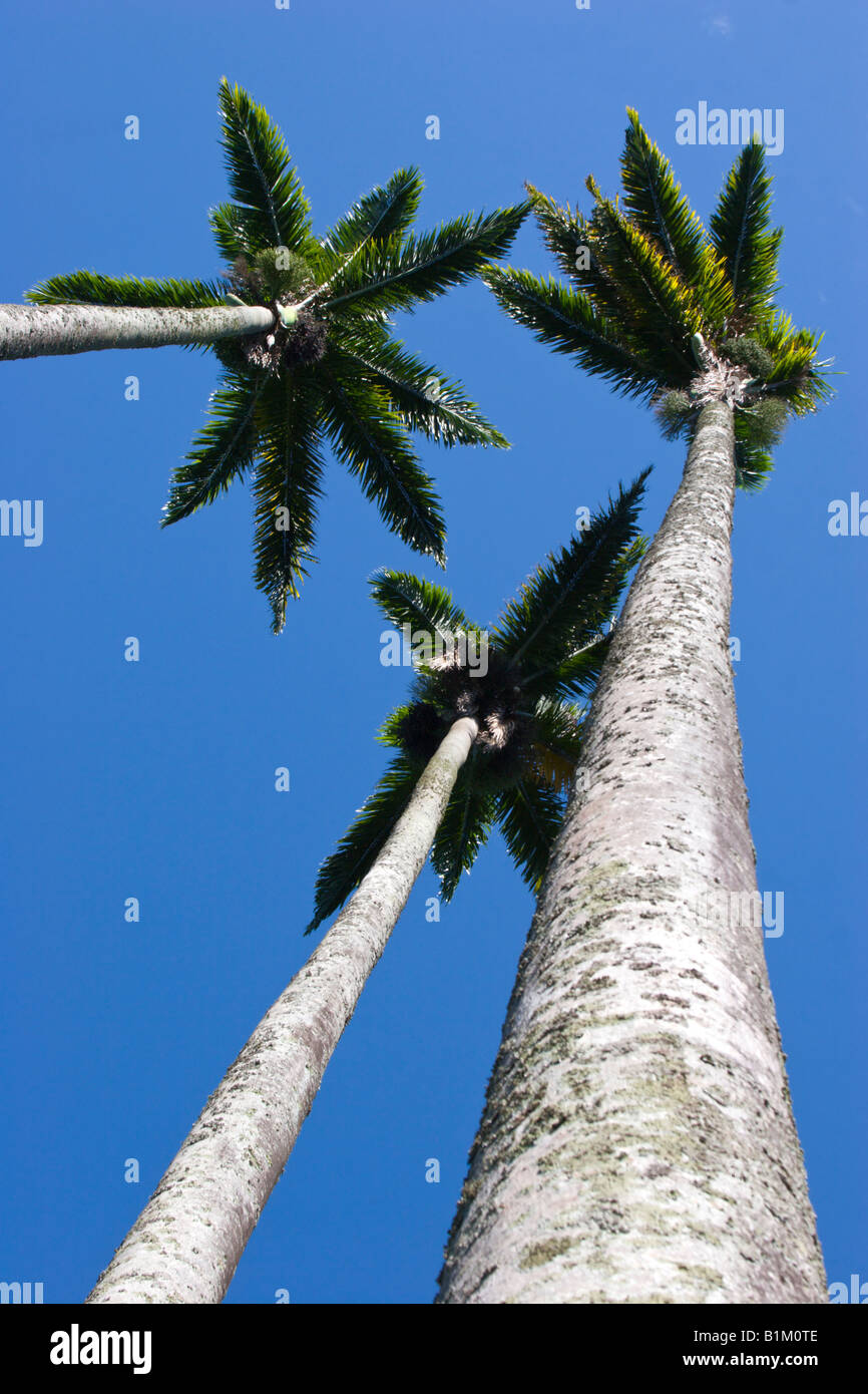 Royal Palm arbres hautes tropicales l'Ouganda Banque D'Images