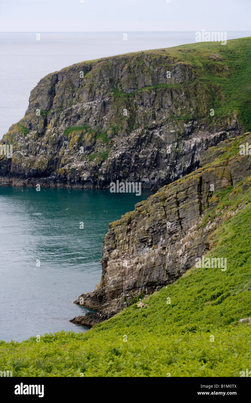 Falaises de Skomer Banque D'Images