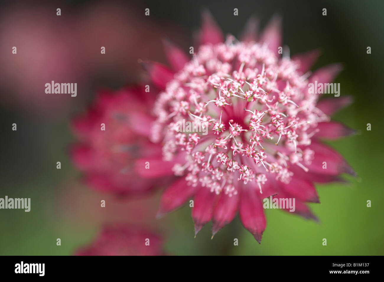 Astrantia major 'Hadspen Blood', Close up de fleur. Banque D'Images