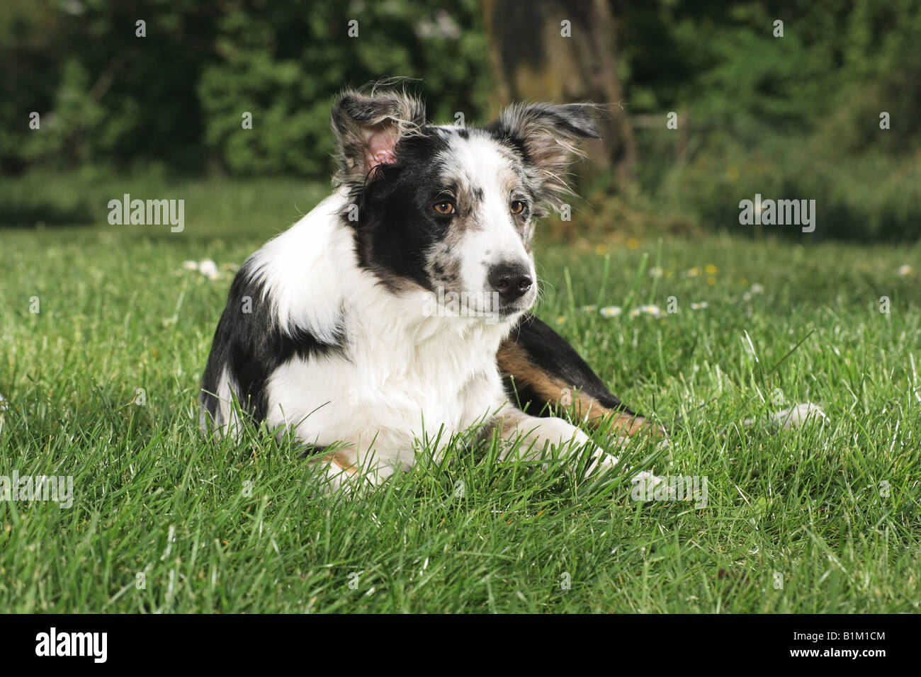 Australian sheperd - lying on meadow Banque D'Images Australian sheperd - lying on meadow Banque D'Images