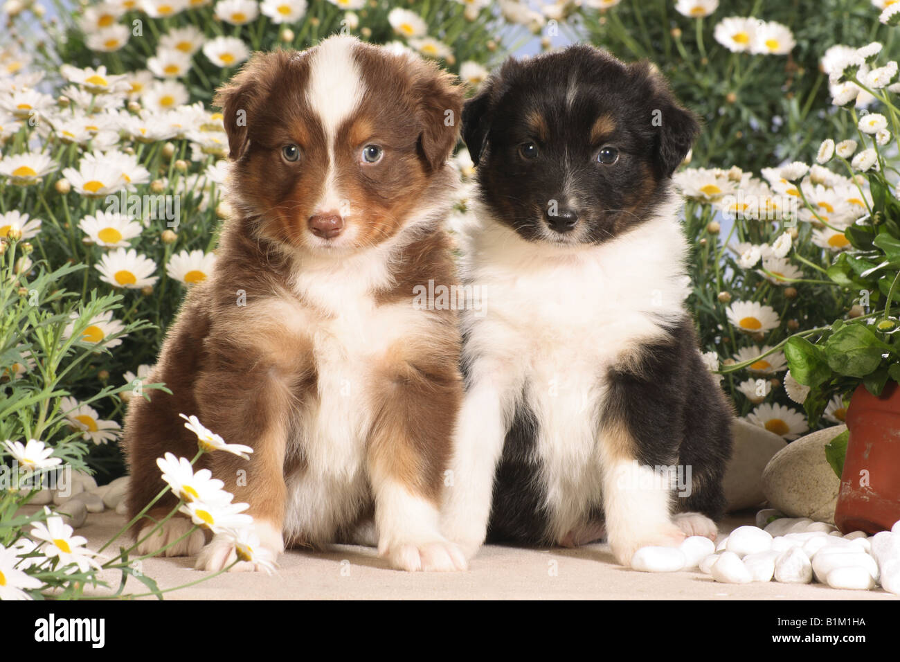 Deux chiots berger australien - assis en face de fleurs Banque D'Images Deux chiots berger australien - assis en face de fleurs Banque D'Images