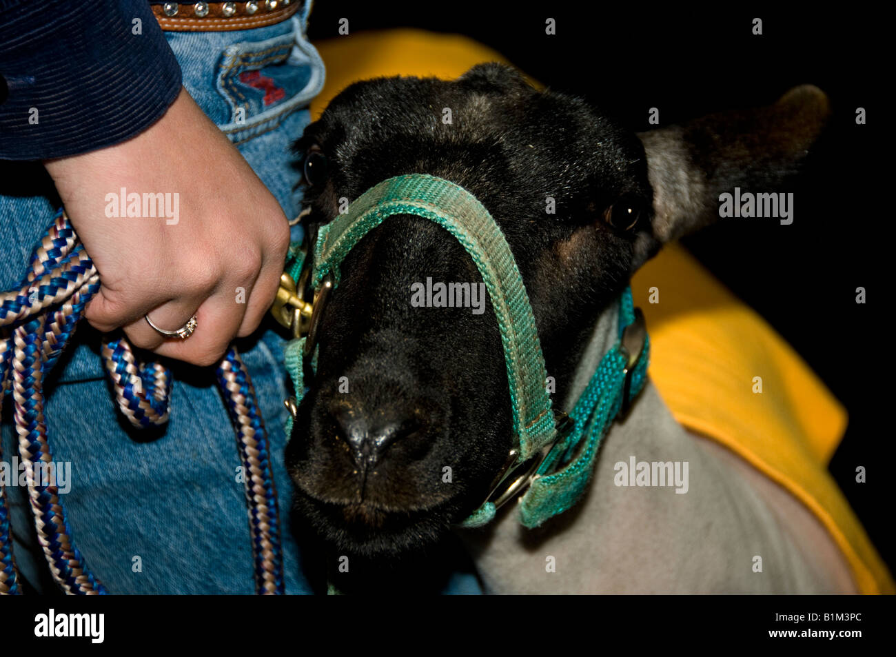 Une adolescente tenir ses moutons sous contrôle dans l'attente d'une 4 H et exposition de bétail montrent à Oklahoma City dans l'Oklahoma, USA Banque D'Images