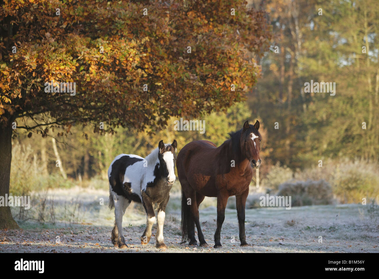 Tinker poney et in Banque D'Images