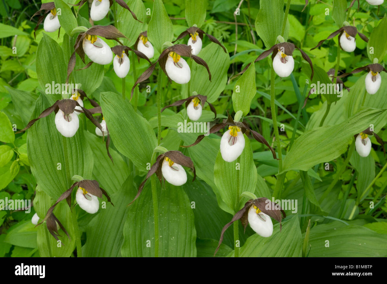 Mountain Lady's Slipper Orchid (Cypripedium montanum) sauvage, des cascades de l'Est, Washington, juin Banque D'Images