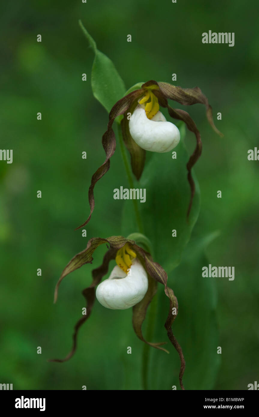 Mountain Lady's Slipper Orchid (Cypripedium montanum) sauvage, des cascades de l'Est, Washington, juin Banque D'Images