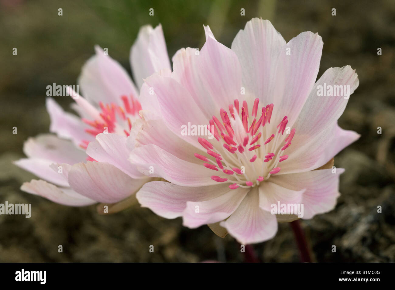 Bitterroot (fleur Lewisia rediviva) versant est, des cascades, de l'État de Washington, juin Banque D'Images