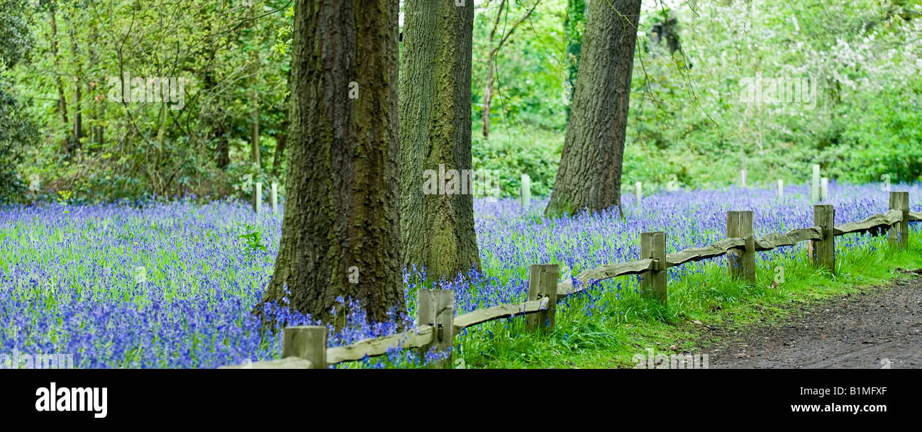 Bluebells au printemps les Jardins botaniques royaux de Kew London England UK Banque D'Images