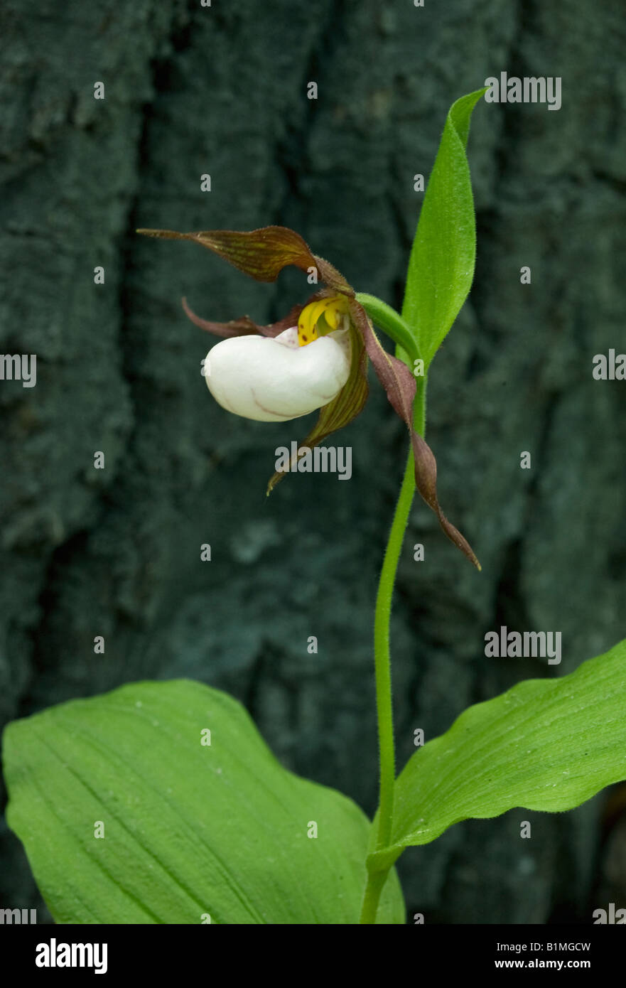 Mountain Lady's Slipper Orchid (Cypripedium montanum) sauvage, des cascades de l'est l'État de Washington, USA Banque D'Images