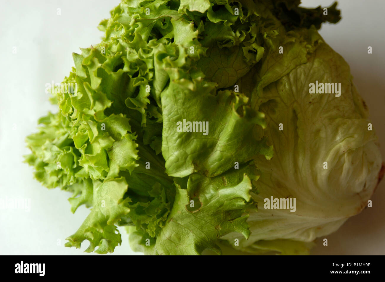 Laitue bio Banque D'Images