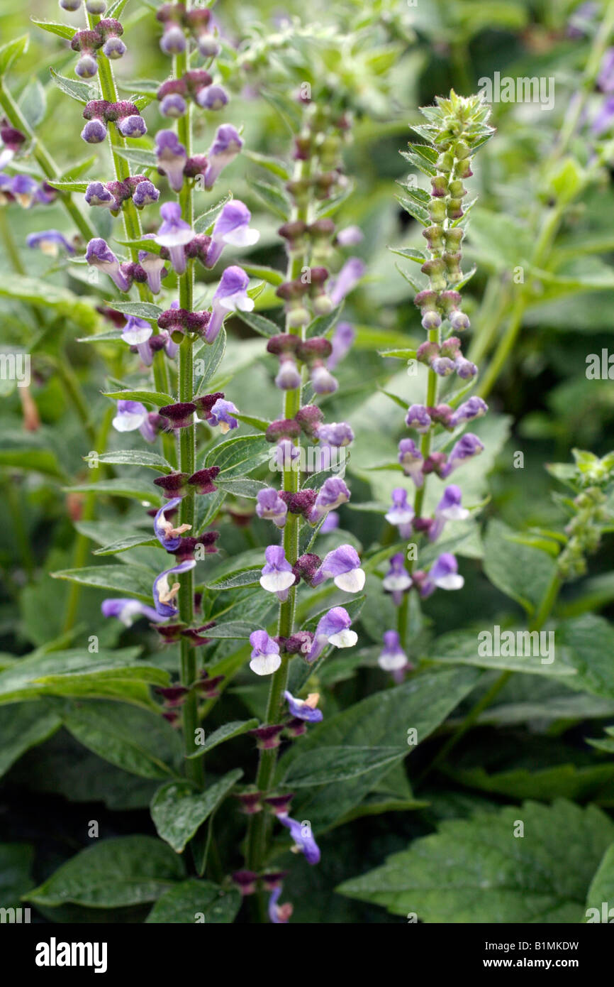 SCUTELLARIA INCANA Banque D'Images