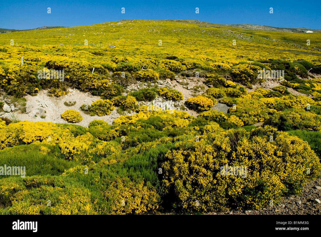 Balai en El Calvitero Hill près de Béjar province de Salamanque Castille et Leon Espagne région Banque D'Images