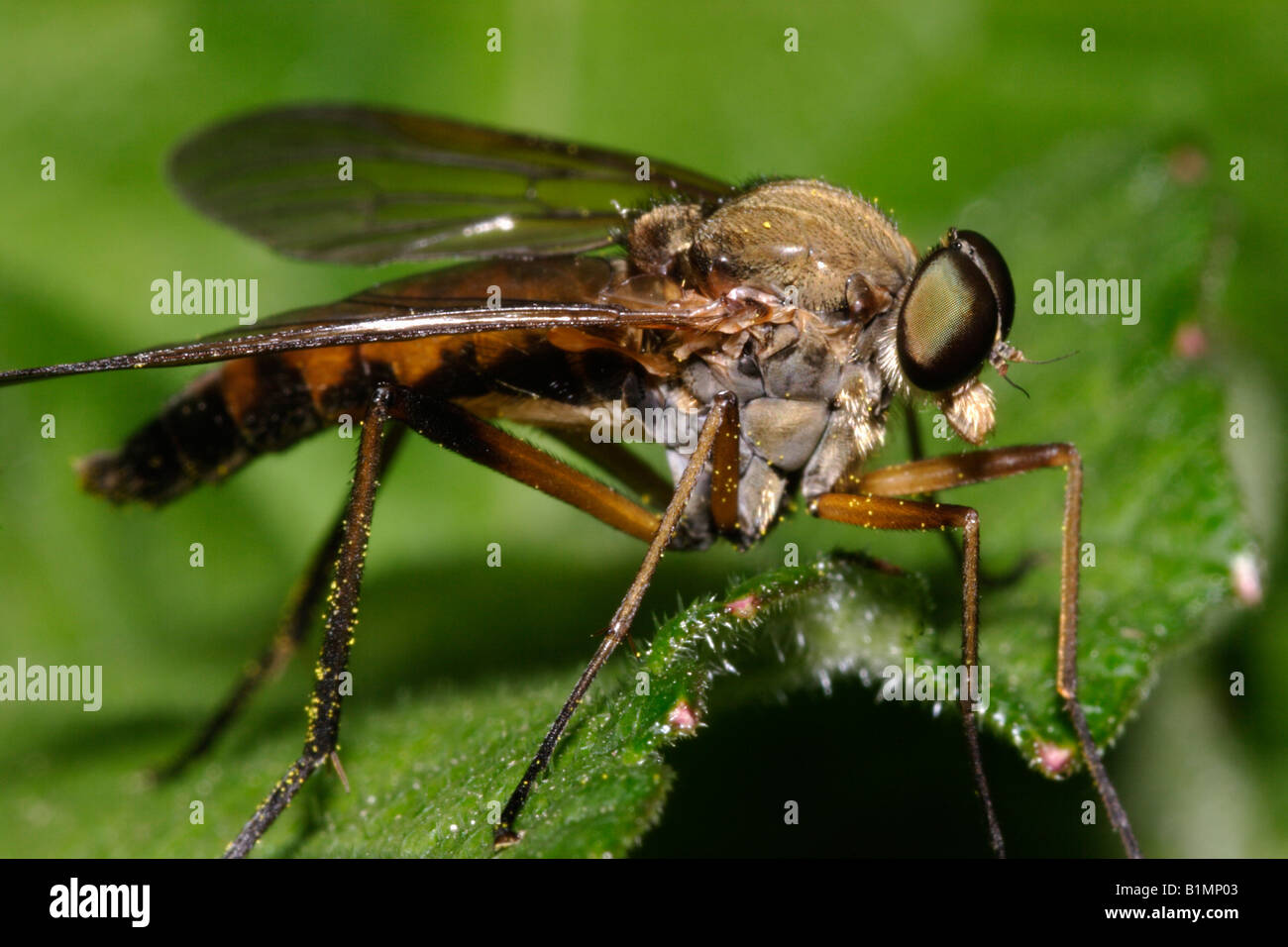 Snipefly Rhagio tringarius Rhagionidae marais UK Banque D'Images