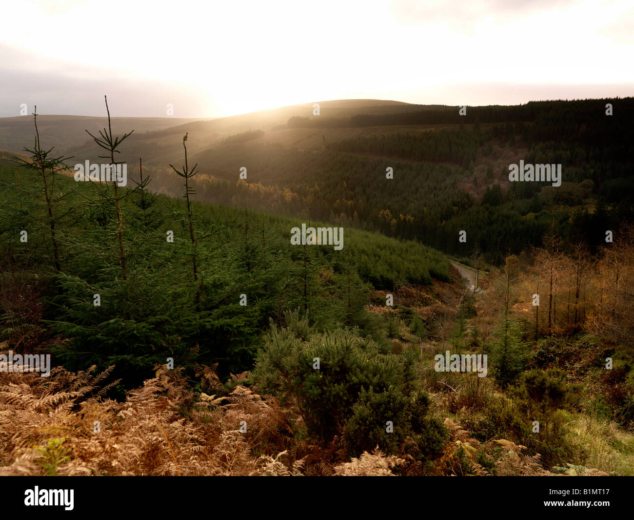 Montagnes de Slieve Bloom Offaly Irlande Banque D'Images