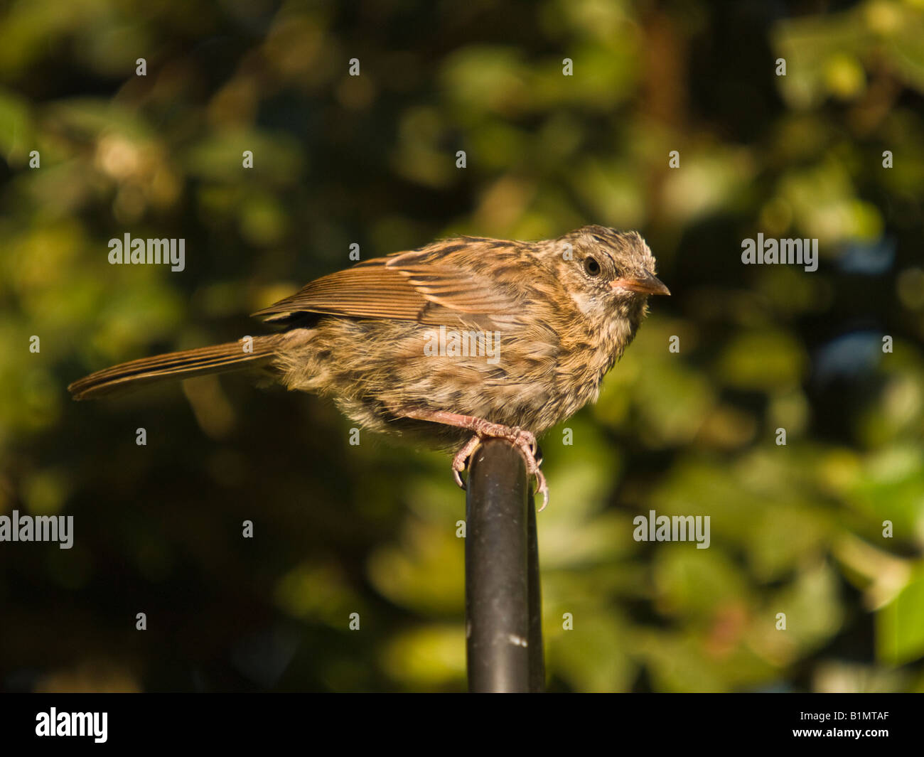 La nid Prunella modularis (Prunellidae) Banque D'Images