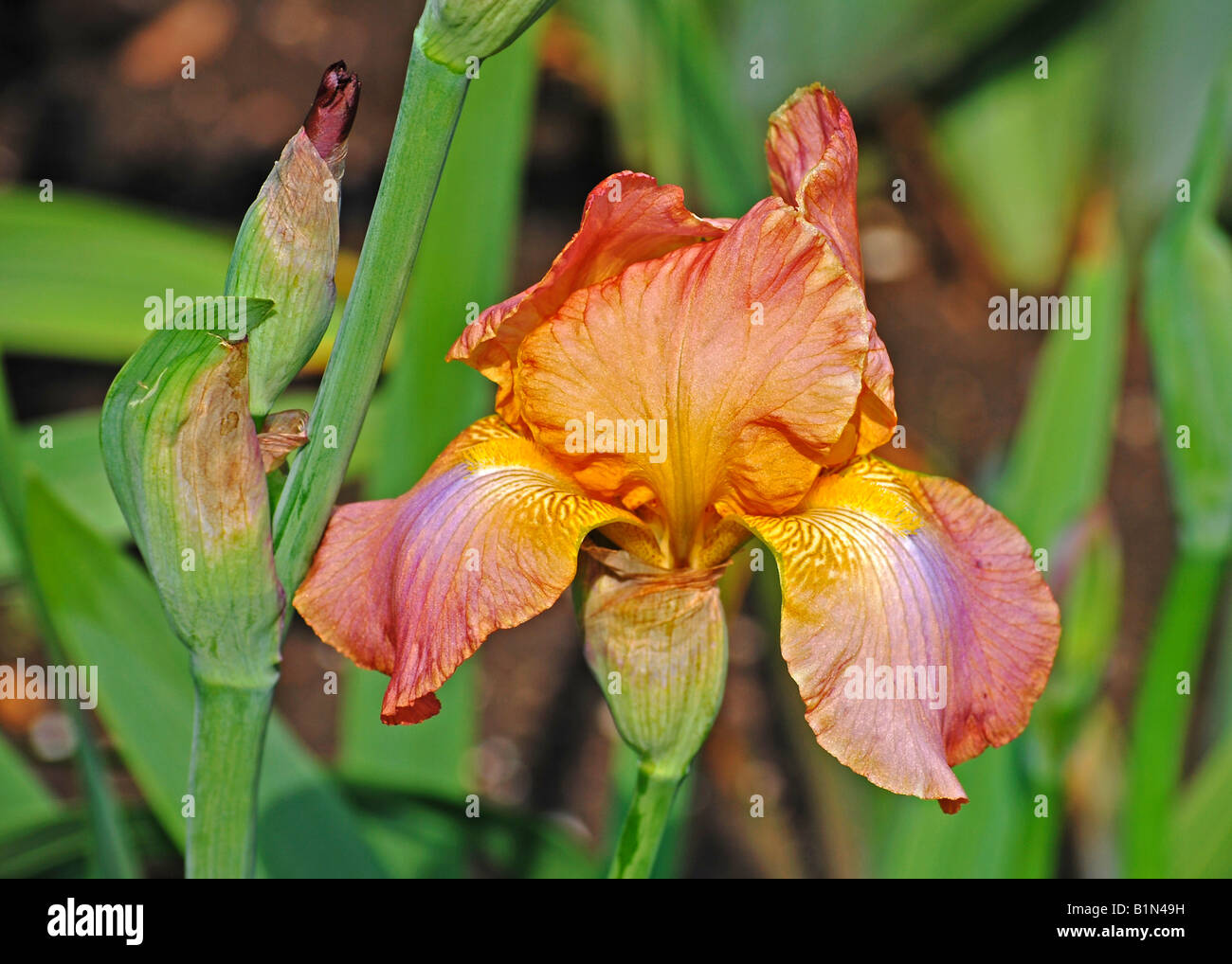 Iris rose Banque de photographies et d’images à haute résolution Alamy